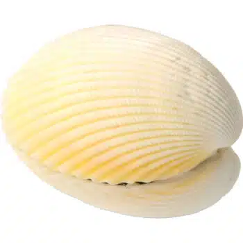 Wundermuschel