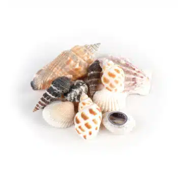 Muscheln im Organzabeutel
