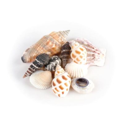 Muscheln im Organzabeutel