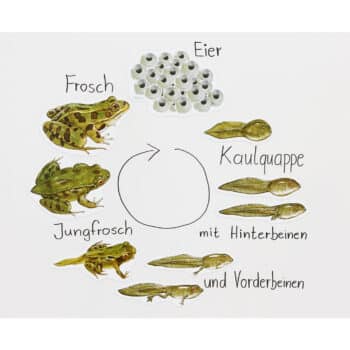 Magnetischer Lebenszyklus Frosch