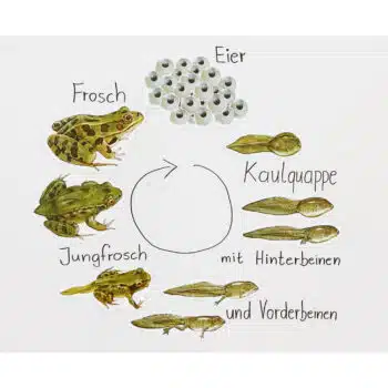 Magnetischer Lebenszyklus Frosch