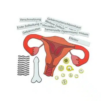 Ein Kind entsteht - Magnetisches Tafelmaterial