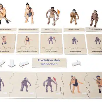 Evolution des Menschen