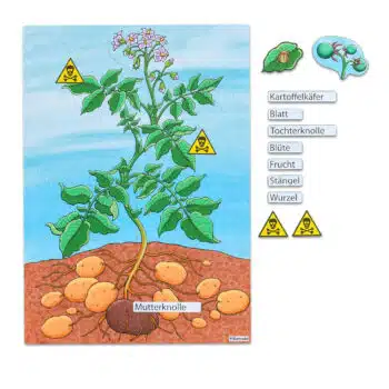 Die Kartoffelpflanze - Magnetisches Tafelmaterial